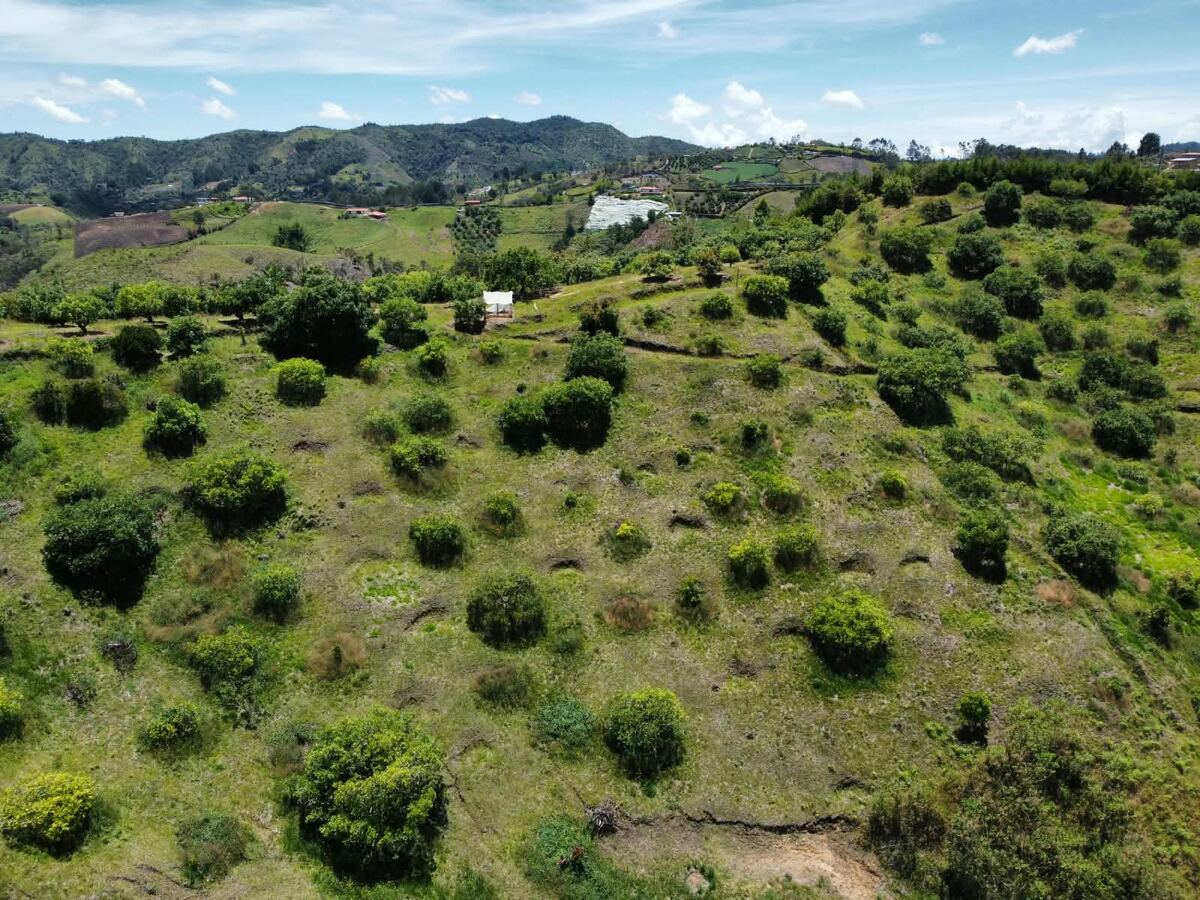 Vista aérea de los cultivos de aguacate en producción en San Vicente Ferrer