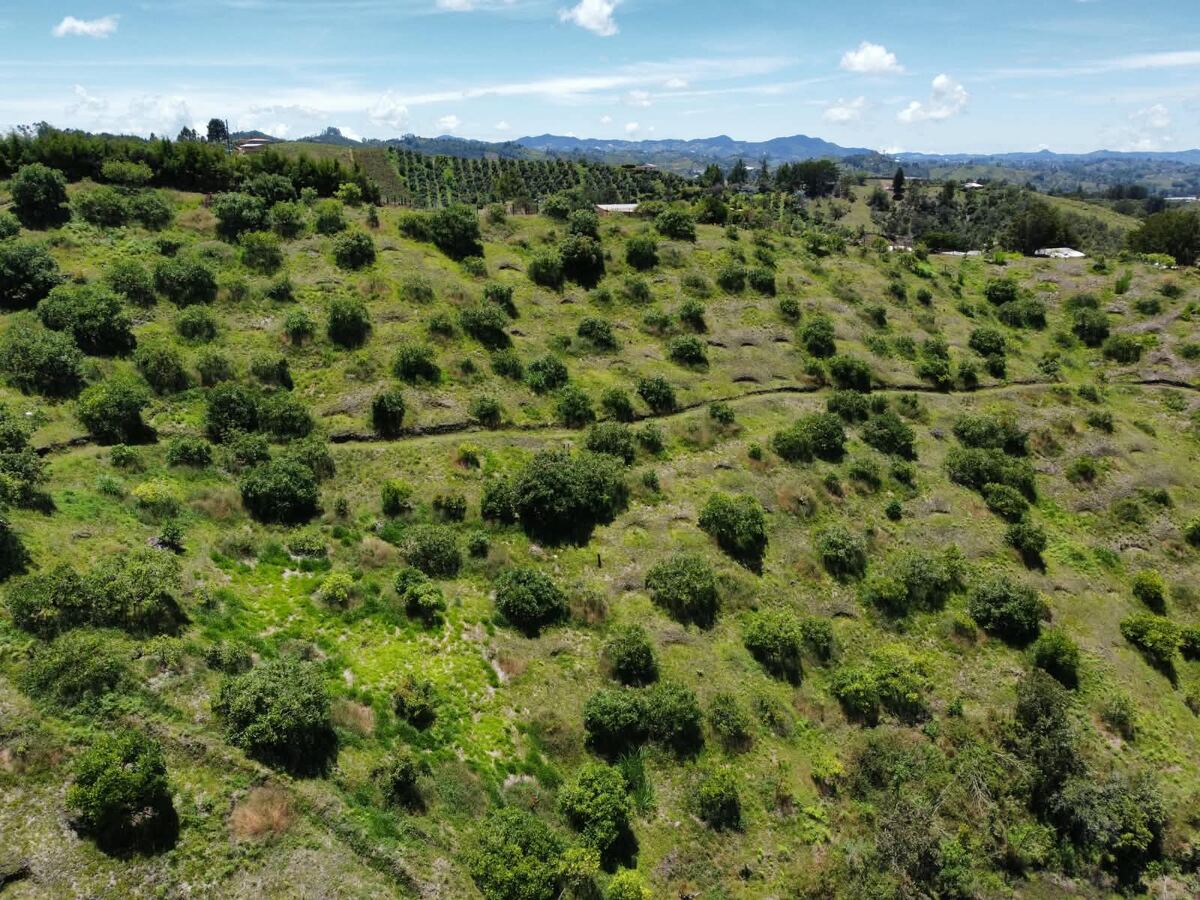 Ladera sembrada de aguacates con vista a las montañas del oriente antioqueño