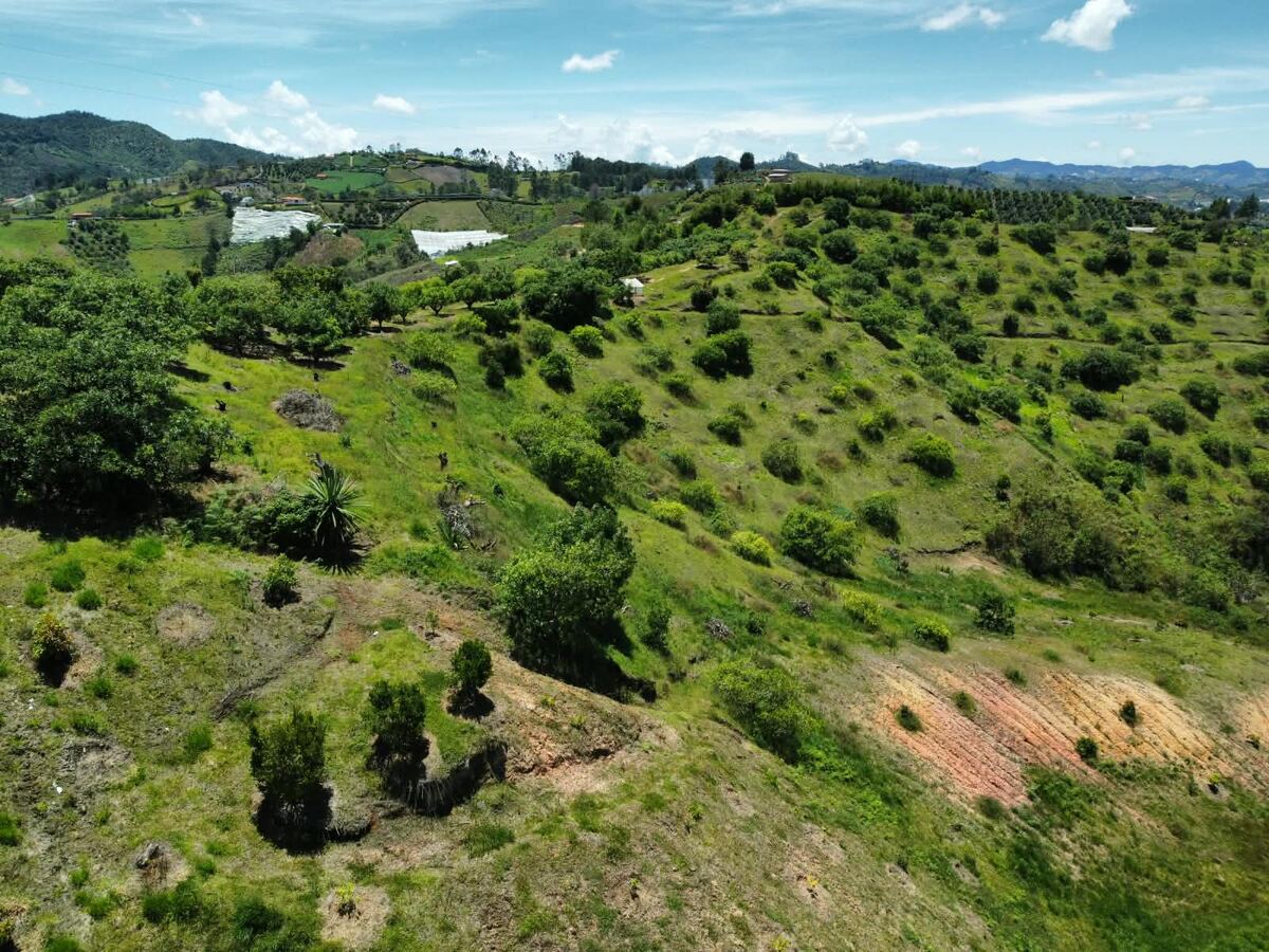 Lotes campestres con aguacates y paisaje del oriente antioqueño