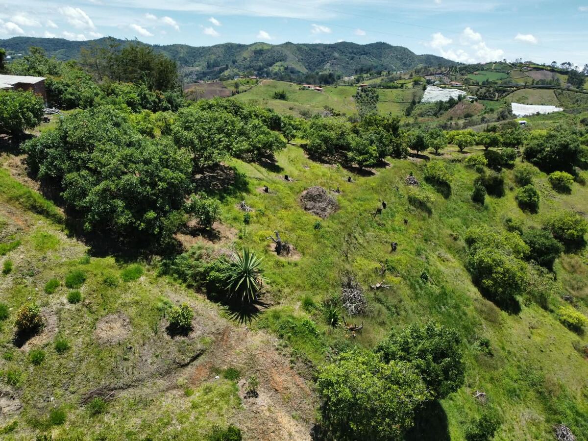 Zona verde arbolada dentro del proyecto